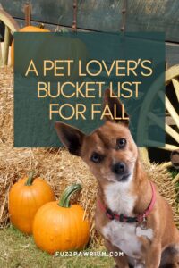 A pet lover's bucket list for Fall